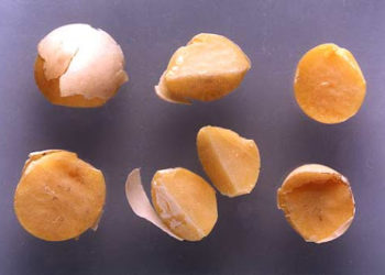 Todos hablan de retenciones pero pocos lo hacen del desdoblamiento cambiario: De cómo la soja pasa a valer la mitad de lo que debería