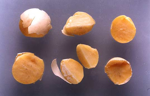 Todos hablan de retenciones pero pocos lo hacen del desdoblamiento cambiario: De cómo la soja pasa a valer la mitad de lo que debería