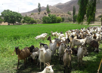 (de nuestro archivo) Leche de cabra en polvo y larga vida: Los cordobeses que la producen ahora quieren exportar