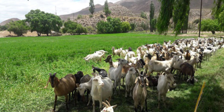 (de nuestro archivo) Leche de cabra en polvo y larga vida: Los cordobeses que la producen ahora quieren exportar