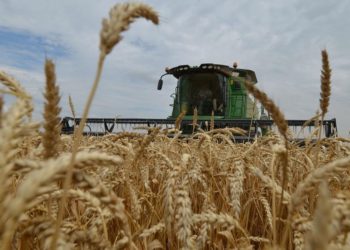 Verano caliente: Nunca se exportó tanto trigo como en los primeros dos meses de la campaña 2019/20