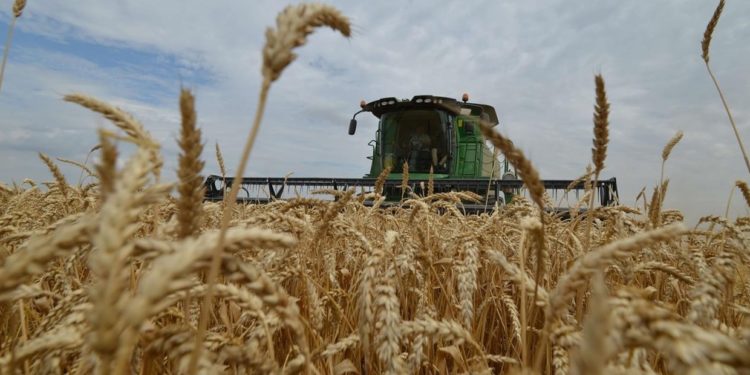 Verano caliente: Nunca se exportó tanto trigo como en los primeros dos meses de la campaña 2019/20