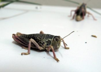 Declaran la emergencia sanitaria por los ataques de tucura sobre la región mapuche