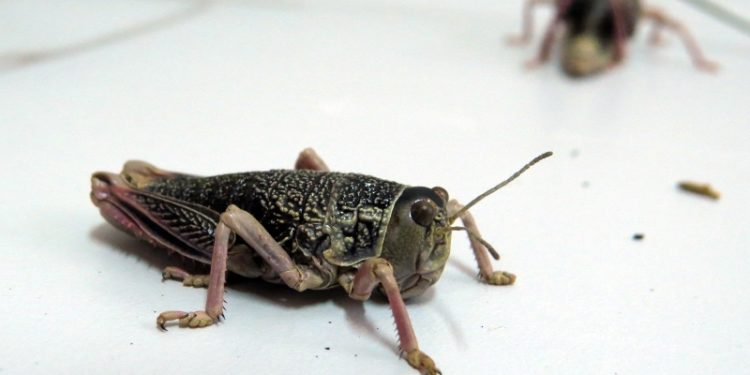 Declaran la emergencia sanitaria por los ataques de tucura sobre la región mapuche