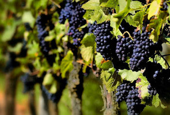 Los viñateros encaran otra vendimia sin precios justos a la vista: Reclaman 1 dólar por kilo de uva Malbec