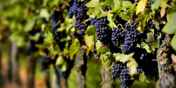 Los viñateros encaran otra vendimia sin precios justos a la vista: Reclaman 1 dólar por kilo de uva Malbec