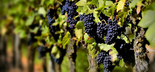 Los viñateros encaran otra vendimia sin precios justos a la vista: Reclaman 1 dólar por kilo de uva Malbec