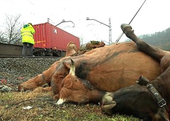 Un ganadero español deberá pagar una multa de 2,5 millones de pesos porque un tren arrolló a una de sus vacas
