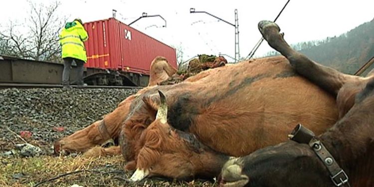 Un ganadero español deberá pagar una multa de 2,5 millones de pesos porque un tren arrolló a una de sus vacas