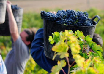 Reclaman por una Agencia Nacional de Vitivinicultura que tenga capacidad de defender a los productores ante los abusos de las bodegas