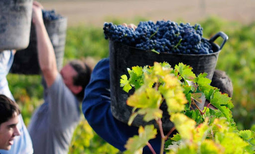 Reclaman por una Agencia Nacional de Vitivinicultura que tenga capacidad de defender a los productores ante los abusos de las bodegas