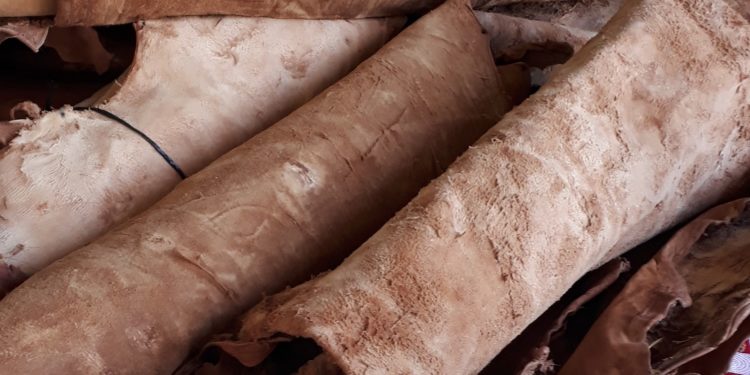 Curtido orgánico de cueros: más barato, más saludable y permite usar algo que se descartaba