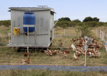 Todo sobre los Gallineros Móviles: baratos, fáciles de construir y a tono con eso de las “gallinas felices”