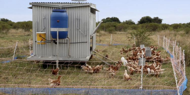 Todo sobre los Gallineros Móviles: baratos, fáciles de construir y a tono con eso de las “gallinas felices”