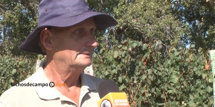 Humberto Tagarelli, médico y viñatero, vive una realidad invertida: “Si no fuera por la jubilación, yo no podría seguir produciendo”