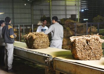 Se inicia en Misiones el acopio de tabaco, un cultivo que contiene a los colonos