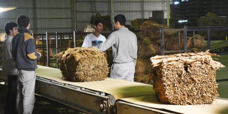 Se inicia en Misiones el acopio de tabaco, un cultivo que contiene a los colonos