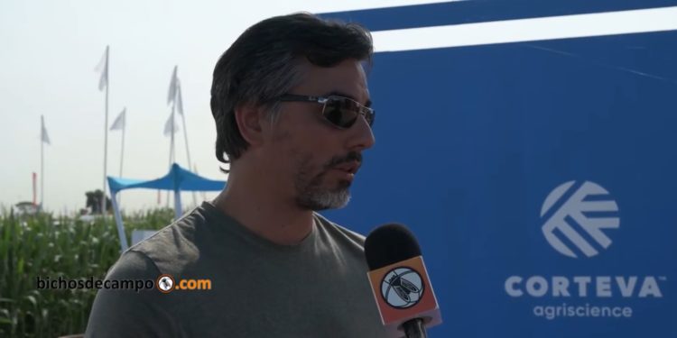 Julián Sudera, de Corteva: “Con las herramientas actuales se puede hacer maíz sin problemas de malezas resistentes”