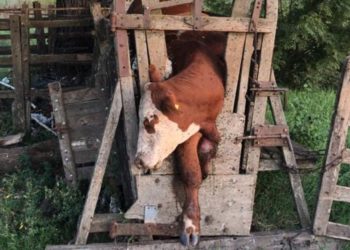 Unos cuatreros mal paridos provocaron la muerte de 13 bovinos aplastados por el miedo