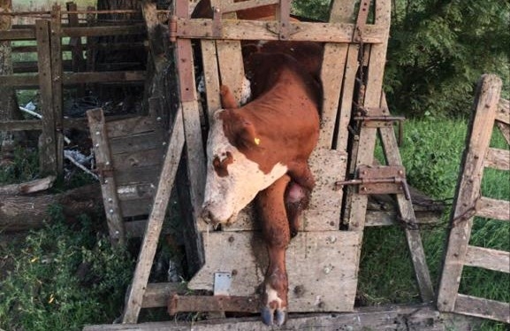 Unos cuatreros mal paridos provocaron la muerte de 13 bovinos aplastados por el miedo
