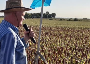 A las pruebas me remito: al menos hasta hoy en Entre Ríos la producción de sorgo orgánico sería inviable