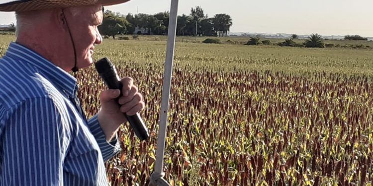 A las pruebas me remito: al menos hasta hoy en Entre Ríos la producción de sorgo orgánico sería inviable
