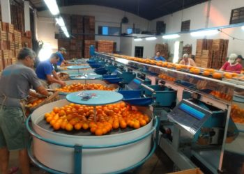 Los cítricos se revalorizan con el Coronavirus y los productores se ilusionan, al fin, con dejar de producirlos a pérdida