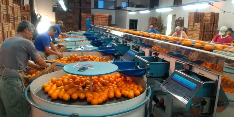 Los cítricos se revalorizan con el Coronavirus y los productores se ilusionan, al fin, con dejar de producirlos a pérdida