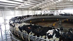 AgroEmpresas: Por tener la materia prima, Adecoagro ganó dinero luego de la compra de plantas de SanCor