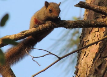 ¡Y además nos invaden las ardillas!: Advierten por el avance de una especie “exótica” sobre la ciudad