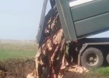 El cuero tiene olor a podrido: Las curtiembres ya ni los retiran y nadie sabe qué hacer con ese subproducto