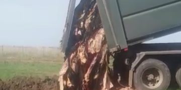 El cuero tiene olor a podrido: Las curtiembres ya ni los retiran y nadie sabe qué hacer con ese subproducto