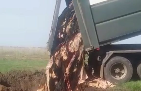 El cuero tiene olor a podrido: Las curtiembres ya ni los retiran y nadie sabe qué hacer con ese subproducto