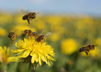 Metele flores al campo: La Fauba y CREA trabajan en un proyecto para aportar diversidad a los planteos agrícolas