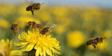 Metele flores al campo: La Fauba y CREA trabajan en un proyecto para aportar diversidad a los planteos agrícolas