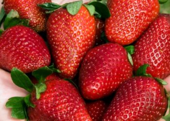 En Batán el INTA investiga con resultados prometedores la producción hidropónica de frutillas