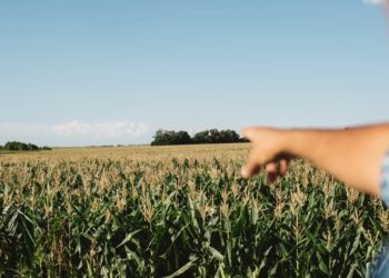 El campo se cuida pero no puede parar: En primera persona, todas las tareas que deben hacerse en medio de la cuarentena