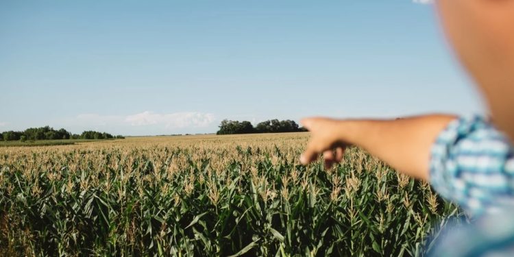 El campo se cuida pero no puede parar: En primera persona, todas las tareas que deben hacerse en medio de la cuarentena