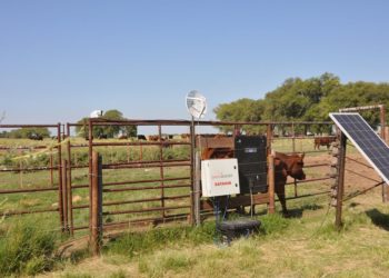 Ganadería de precisión: En el INTA Anguil están probando una balanza para pesar individualmente los bovinos