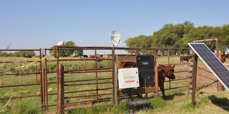 Ganadería de precisión: En el INTA Anguil están probando una balanza para pesar individualmente los bovinos