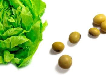 La lechuga sale a dar batalla contra la soja: El oficialismo apuesta todo a mostrar que existen dos tipos de productor