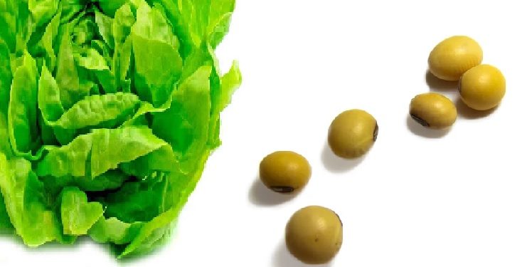 La lechuga sale a dar batalla contra la soja: El oficialismo apuesta todo a mostrar que existen dos tipos de productor