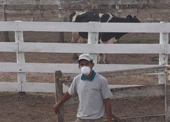 La experiencia de la cooperativa Lehmann: En cuarentena, los remates de hacienda se hacen por teléfono e Internet