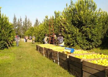 Los ruralistas de Tucumán piden cordura: Intendentes no dejan circular camiones ni maquinaria agrícola