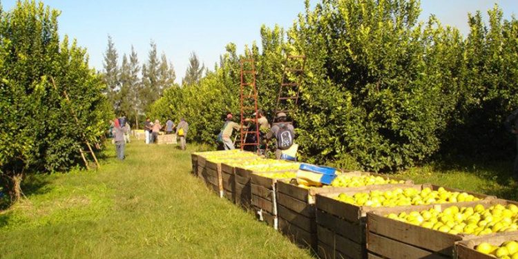 Los ruralistas de Tucumán piden cordura: Intendentes no dejan circular camiones ni maquinaria agrícola