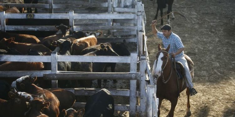 Intervengo pero no intervengo: En medio de la crisis sanitaria, el gobierno comenzó a manosear el mercado de la carne