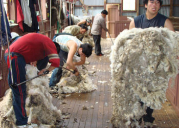Marco Gallia, de la Federación Lanera: “El 70% de la lana producida en Argentina se exporta con un grado de industrialización”