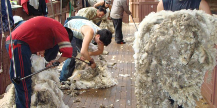 Marco Gallia, de la Federación Lanera: “El 70% de la lana producida en Argentina se exporta con un grado de industrialización”