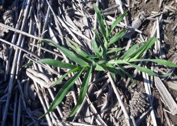 La Pata de gallina se suma al ejército de malezas resistentes