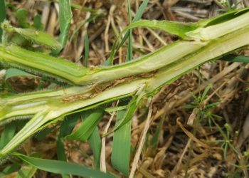 Advierte el INTA sobre una nueva plaga: Éramos pocos y llegó la mosca del tallo a los cultivos de soja